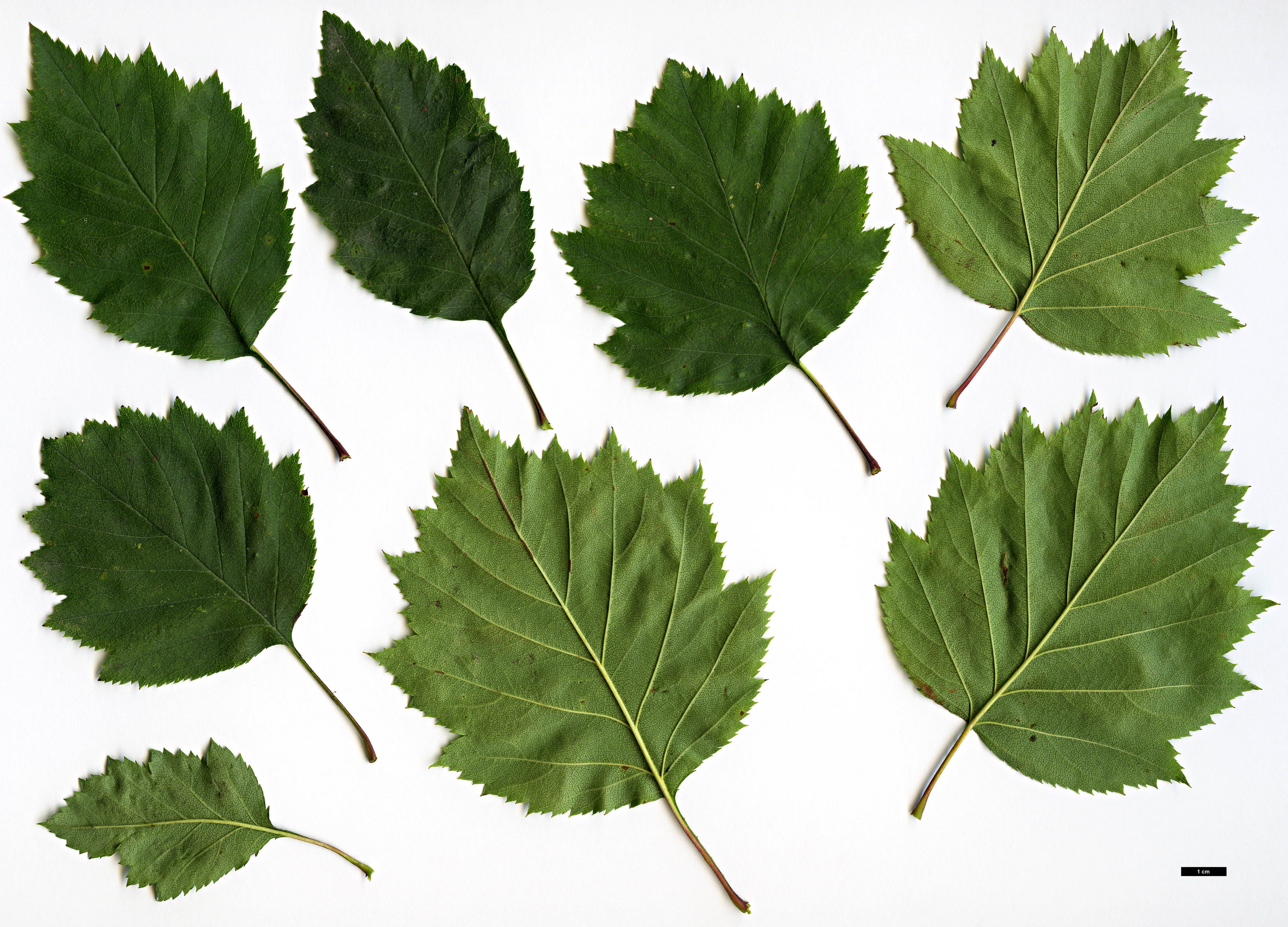 High resolution image: Family: Rosaceae - Genus: Crataegus - Taxon: crassicarpa